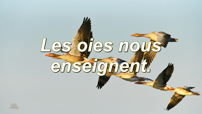 Lire la suite à propos de l’article Les oies nous enseignent.